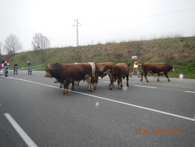 dn byci dolni horice HZS 28042015 1