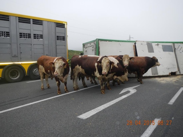 dn byci dolni horice HZS 28042015 2